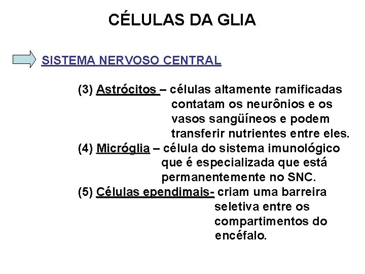 CÉLULAS DA GLIA SISTEMA NERVOSO CENTRAL (3) Astrócitos – células altamente ramificadas Astrócitos contatam