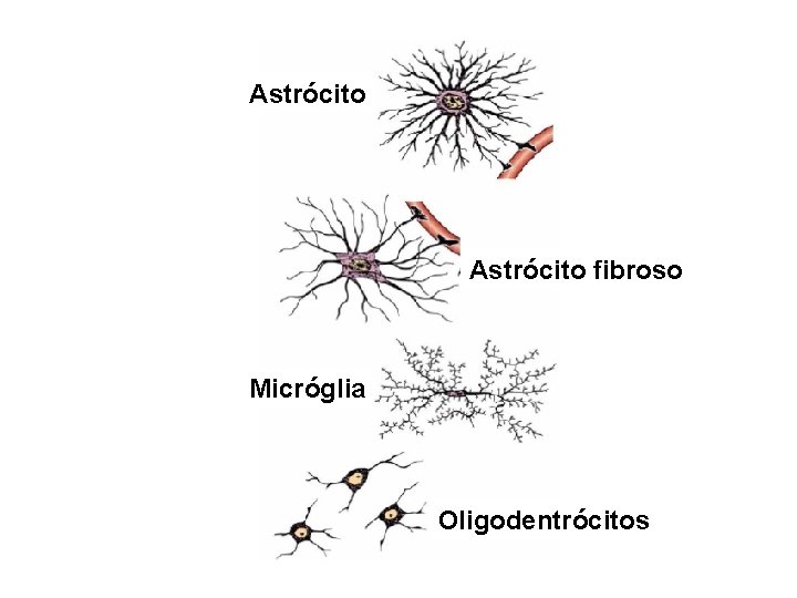 Astrócito fibroso Micróglia Oligodentrócitos 