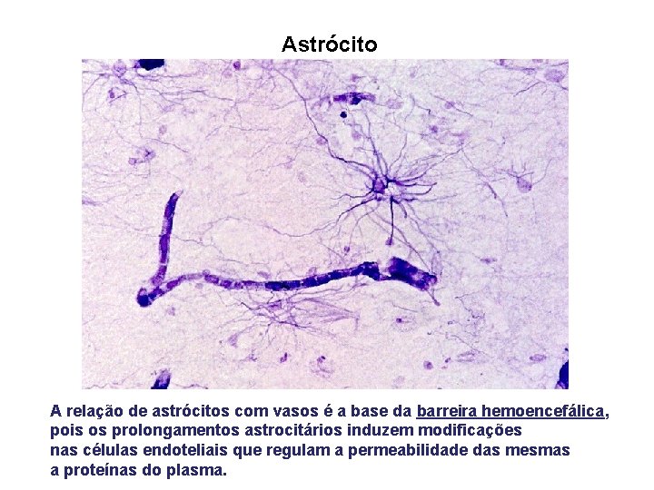 Astrócito A relação de astrócitos com vasos é a base da barreira hemoencefálica, pois