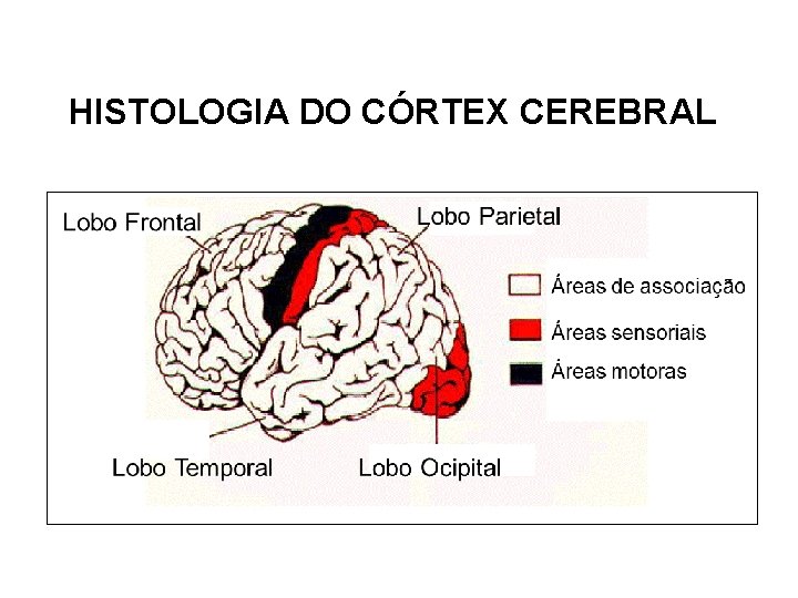 HISTOLOGIA DO CÓRTEX CEREBRAL 