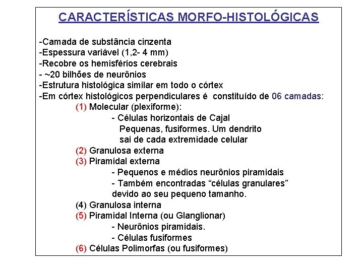 CARACTERÍSTICAS MORFO-HISTOLÓGICAS -Camada de substância cinzenta -Espessura variável (1, 2 - 4 mm) -Recobre