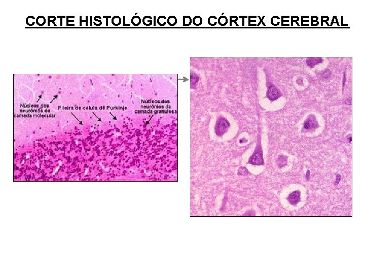 CORTE HISTOLÓGICO DO CÓRTEX CEREBRAL 