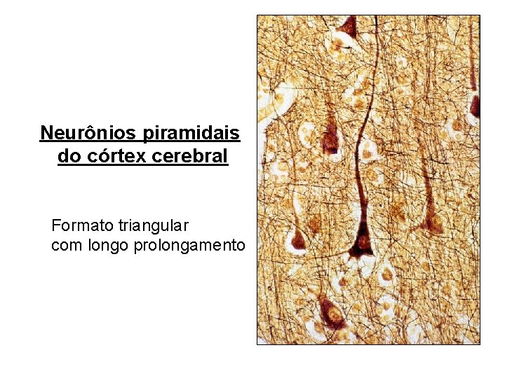 Neurônios piramidais do córtex cerebral Formato triangular com longo prolongamento 