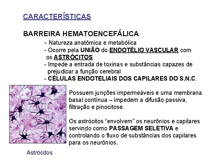 CARACTERÍSTICAS BARREIRA HEMATOENCEFÁLICA - Natureza anatômica e metabólica - Ocorre pela UNIÃO do ENDOTÉLIO