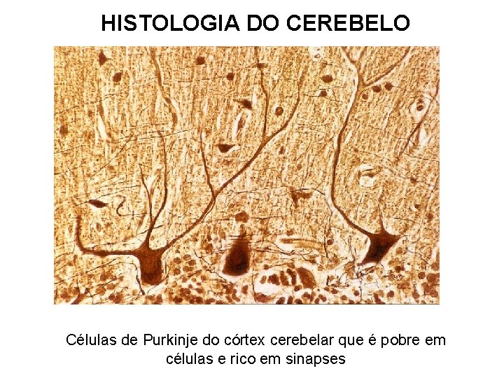 HISTOLOGIA DO CEREBELO Células de Purkinje do córtex cerebelar que é pobre em células