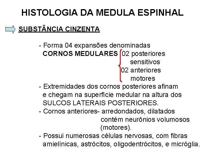 HISTOLOGIA DA MEDULA ESPINHAL SUBST NCIA CINZENTA - Forma 04 expansões denominadas CORNOS MEDULARES