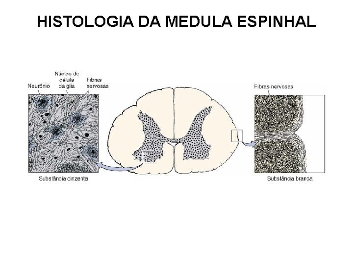 HISTOLOGIA DA MEDULA ESPINHAL 