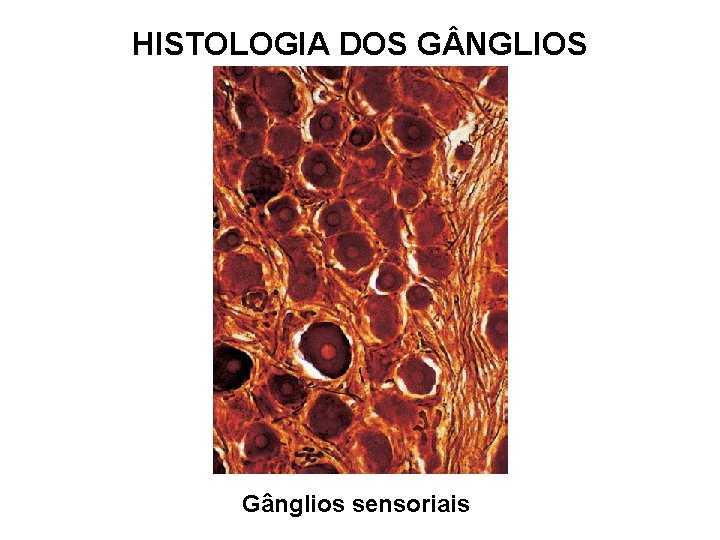 HISTOLOGIA DOS G NGLIOS Gânglios sensoriais 