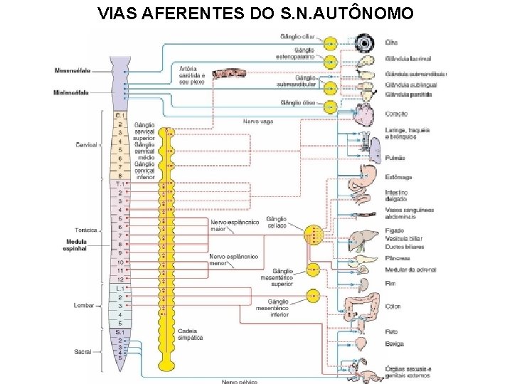 VIAS AFERENTES DO S. N. AUTÔNOMO 