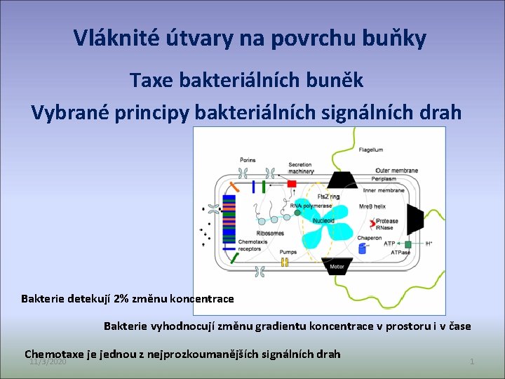 Vláknité útvary na povrchu buňky Taxe bakteriálních buněk Vybrané principy bakteriálních signálních drah Bakterie