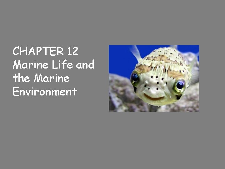 CHAPTER 12 Marine Life and the Marine Environment 