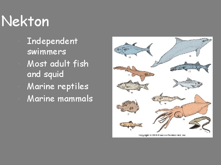 Nekton Independent swimmers Most adult fish and squid Marine reptiles Marine mammals 