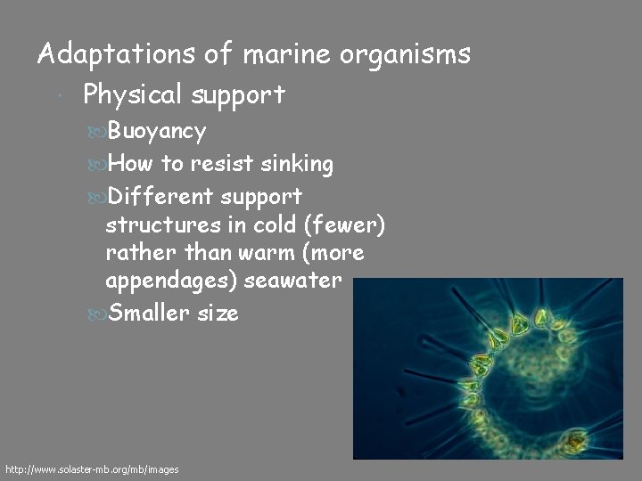 Adaptations of marine organisms Physical support Buoyancy How to resist sinking Different support structures