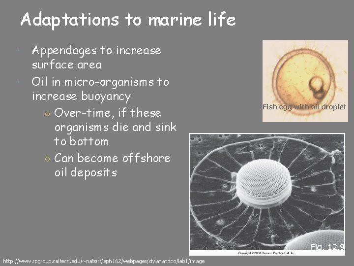 Adaptations to marine life Appendages to increase surface area Oil in micro-organisms to increase