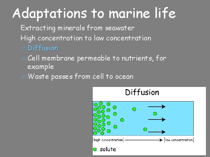 Adaptations to marine life Extracting minerals from seawater High concentration to low concentration Diffusion