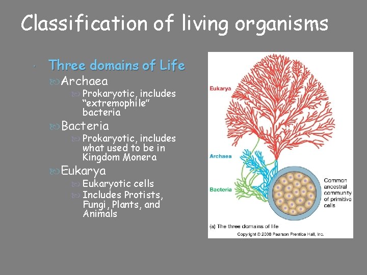 Classification of living organisms Three domains of Life Archaea Prokaryotic, includes “extremophile” bacteria Bacteria