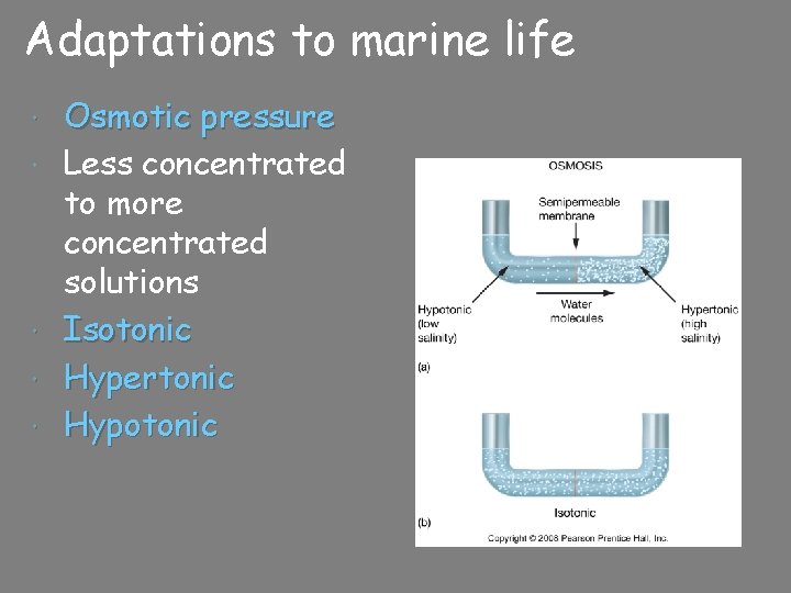 Adaptations to marine life Osmotic pressure Less concentrated to more concentrated solutions Isotonic Hypertonic Adaptations to marine life Osmotic pressure Less concentrated to more concentrated solutions Isotonic Hypertonic