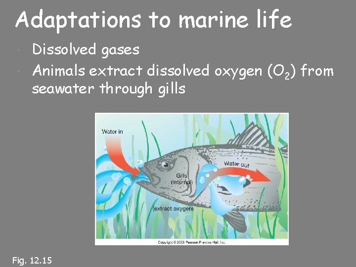 Adaptations to marine life Dissolved gases Animals extract dissolved oxygen (O 2) from seawater