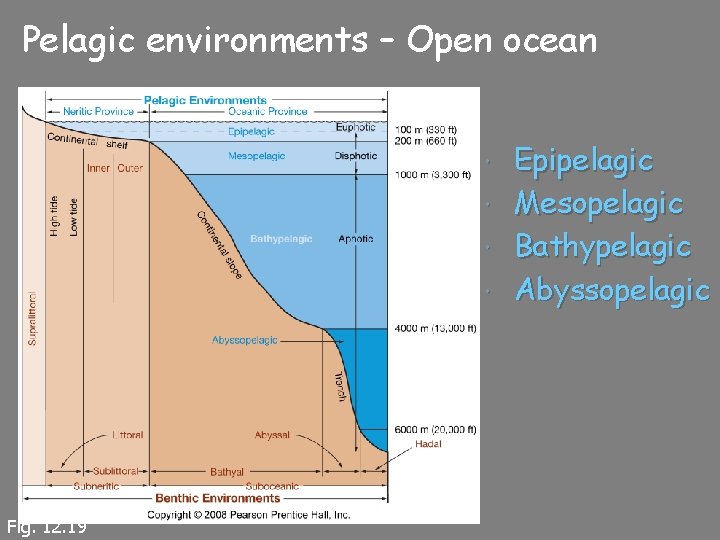 Pelagic environments – Open ocean Fig. 12. 19 Epipelagic Mesopelagic Bathypelagic Abyssopelagic 