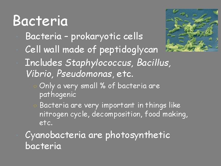 Bacteria – prokaryotic cells Cell wall made of peptidoglycan Includes Staphylococcus, Bacillus, Vibrio, Pseudomonas,