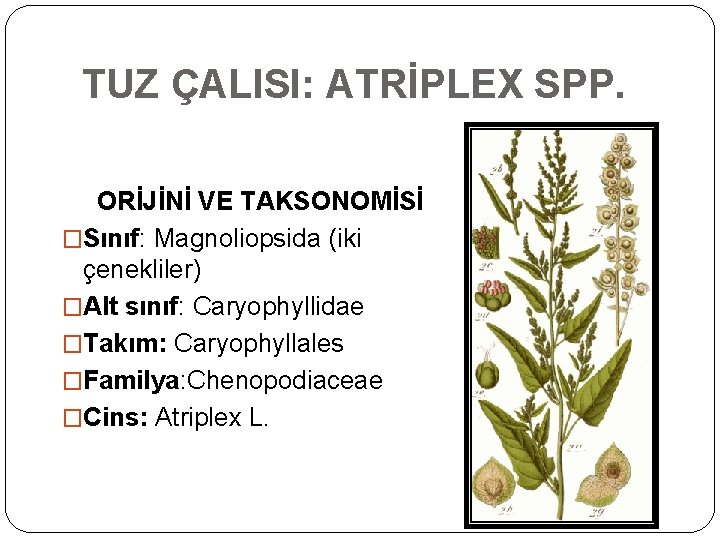 TUZ ÇALISI: ATRİPLEX SPP. ORİJİNİ VE TAKSONOMİSİ �Sınıf: Magnoliopsida (iki çenekliler) �Alt sınıf: Caryophyllidae TUZ ÇALISI: ATRİPLEX SPP. ORİJİNİ VE TAKSONOMİSİ �Sınıf: Magnoliopsida (iki çenekliler) �Alt sınıf: Caryophyllidae