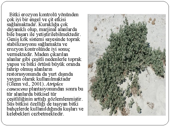 Bitki erozyon kontrolü yönünden çok iyi bir engel ve çit etkisi sağlamaktadır. Kuraklığa çok Bitki erozyon kontrolü yönünden çok iyi bir engel ve çit etkisi sağlamaktadır. Kuraklığa çok