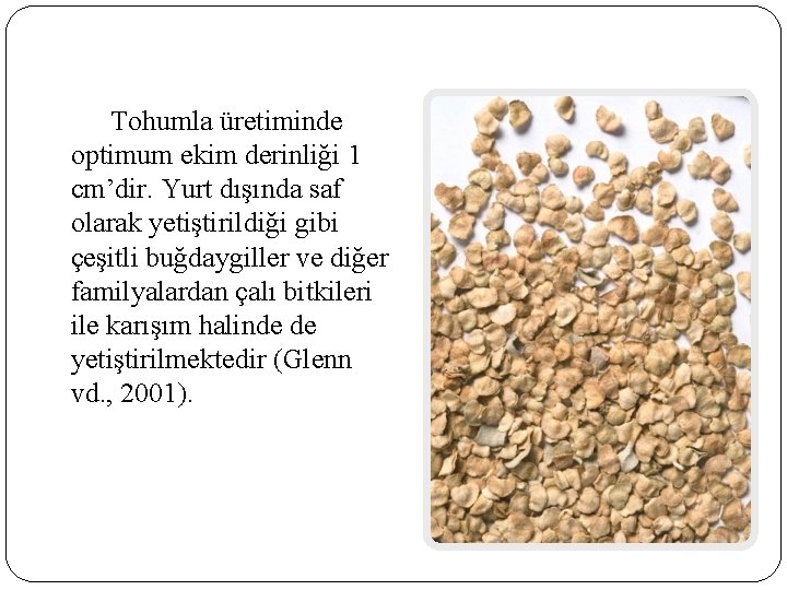 Tohumla üretiminde optimum ekim derinliği 1 cm’dir. Yurt dışında saf olarak yetiştirildiği gibi çeşitli Tohumla üretiminde optimum ekim derinliği 1 cm’dir. Yurt dışında saf olarak yetiştirildiği gibi çeşitli