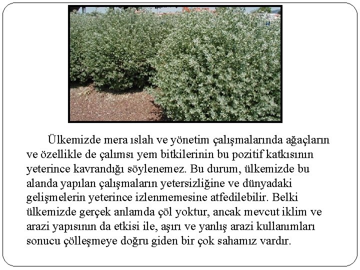 Ülkemizde mera ıslah ve yönetim çalışmalarında ağaçların ve özellikle de çalımsı yem bitkilerinin bu Ülkemizde mera ıslah ve yönetim çalışmalarında ağaçların ve özellikle de çalımsı yem bitkilerinin bu