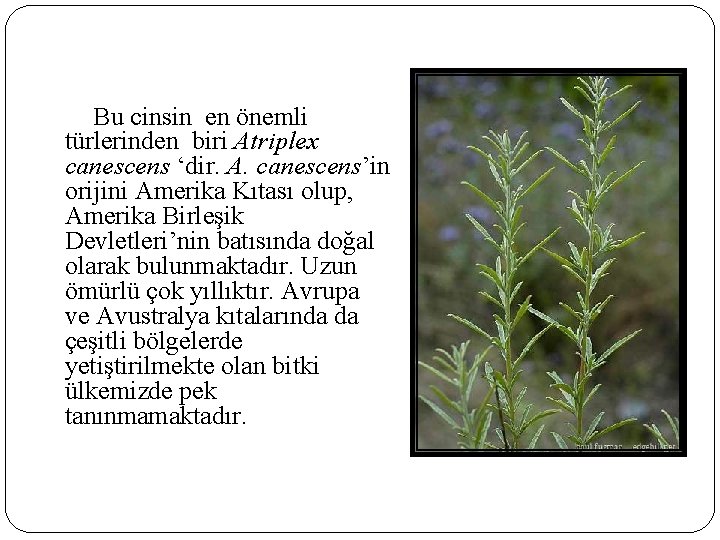 Bu cinsin en önemli türlerinden biri Atriplex canescens ‘dir. A. canescens’in orijini Amerika Kıtası Bu cinsin en önemli türlerinden biri Atriplex canescens ‘dir. A. canescens’in orijini Amerika Kıtası