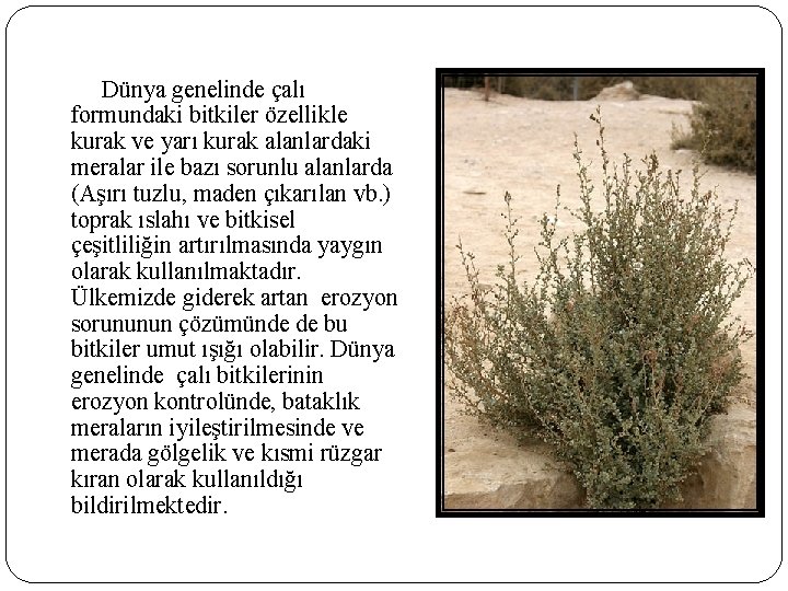 Dünya genelinde çalı formundaki bitkiler özellikle kurak ve yarı kurak alanlardaki meralar ile bazı Dünya genelinde çalı formundaki bitkiler özellikle kurak ve yarı kurak alanlardaki meralar ile bazı