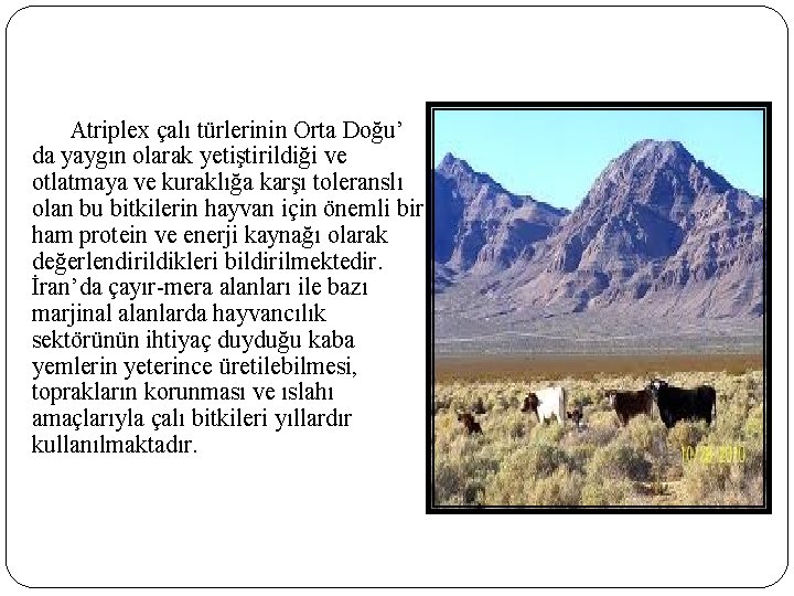 Atriplex çalı türlerinin Orta Doğu’ da yaygın olarak yetiştirildiği ve otlatmaya ve kuraklığa karşı Atriplex çalı türlerinin Orta Doğu’ da yaygın olarak yetiştirildiği ve otlatmaya ve kuraklığa karşı