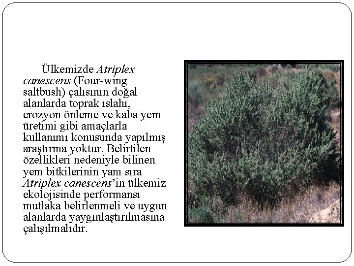 Ülkemizde Atriplex canescens (Four-wing saltbush) çalısının doğal alanlarda toprak ıslahı, erozyon önleme ve kaba Ülkemizde Atriplex canescens (Four-wing saltbush) çalısının doğal alanlarda toprak ıslahı, erozyon önleme ve kaba