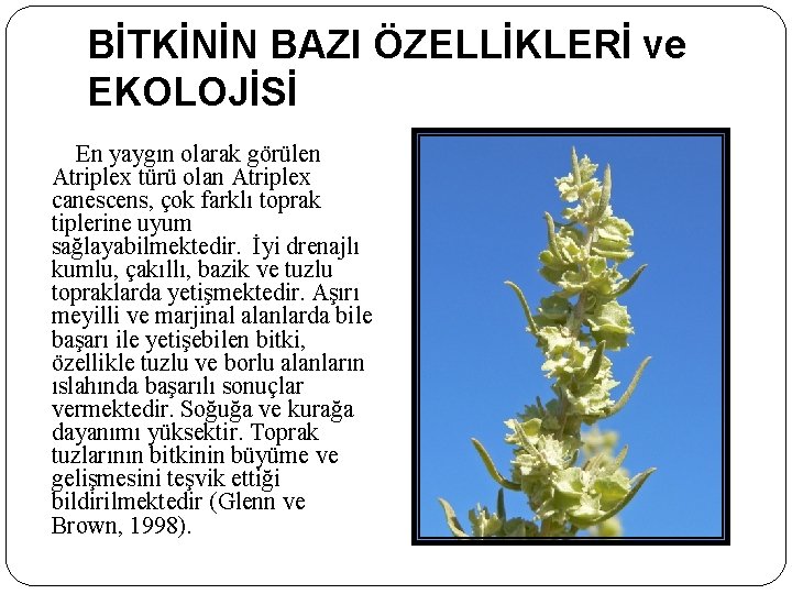 BİTKİNİN BAZI ÖZELLİKLERİ ve EKOLOJİSİ En yaygın olarak görülen Atriplex türü olan Atriplex canescens, BİTKİNİN BAZI ÖZELLİKLERİ ve EKOLOJİSİ En yaygın olarak görülen Atriplex türü olan Atriplex canescens,