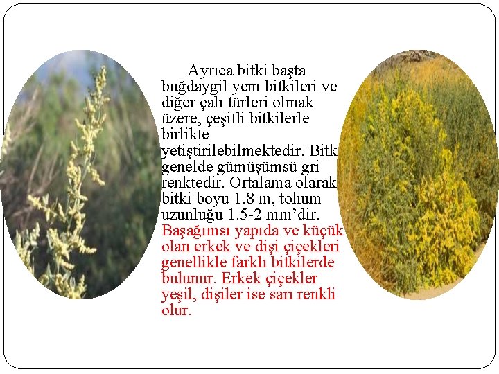 Ayrıca bitki başta buğdaygil yem bitkileri ve diğer çalı türleri olmak üzere, çeşitli bitkilerle Ayrıca bitki başta buğdaygil yem bitkileri ve diğer çalı türleri olmak üzere, çeşitli bitkilerle
