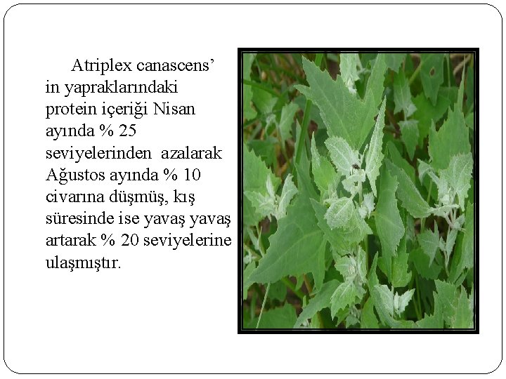 Atriplex canascens’ in yapraklarındaki protein içeriği Nisan ayında % 25 seviyelerinden azalarak Ağustos ayında Atriplex canascens’ in yapraklarındaki protein içeriği Nisan ayında % 25 seviyelerinden azalarak Ağustos ayında