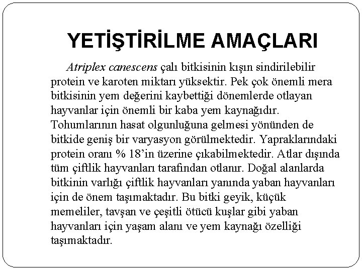 YETİŞTİRİLME AMAÇLARI Atriplex canescens çalı bitkisinin kışın sindirilebilir protein ve karoten miktarı yüksektir. Pek YETİŞTİRİLME AMAÇLARI Atriplex canescens çalı bitkisinin kışın sindirilebilir protein ve karoten miktarı yüksektir. Pek