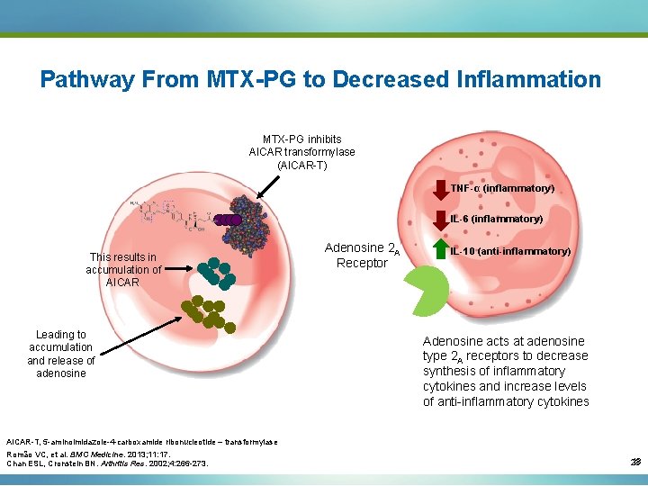 Pathway From MTX-PG to Decreased Inflammation MTX-PG inhibits AICAR transformylase (AICAR-T) TNF-α (inflammatory) IL-6