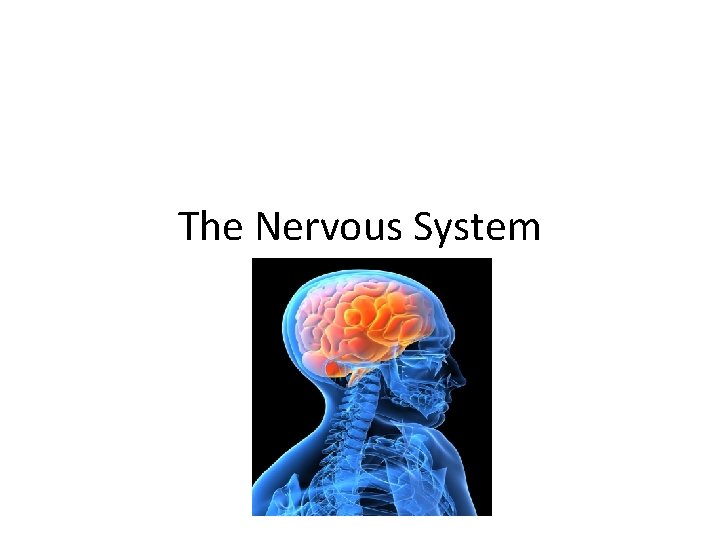 The Nervous System 