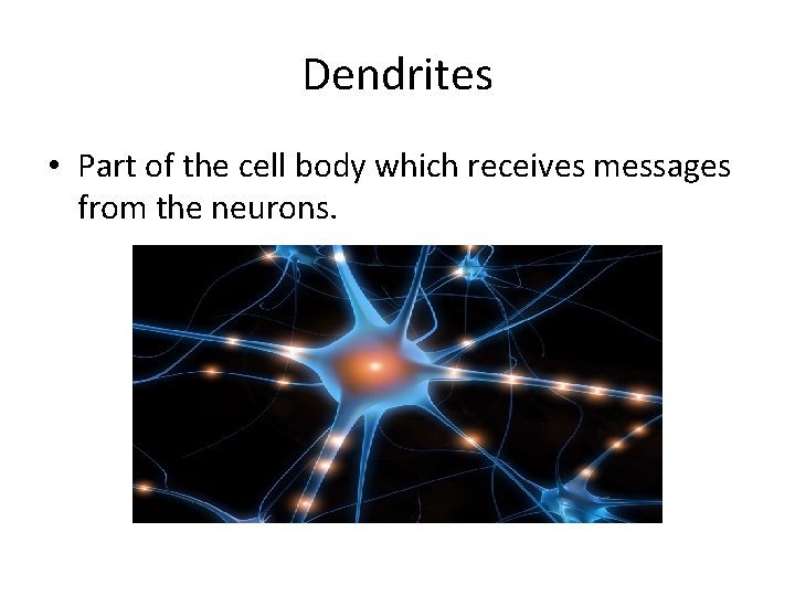 Dendrites • Part of the cell body which receives messages from the neurons. 