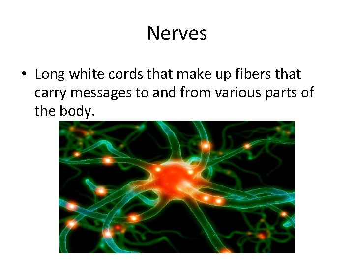 Nerves • Long white cords that make up fibers that carry messages to and