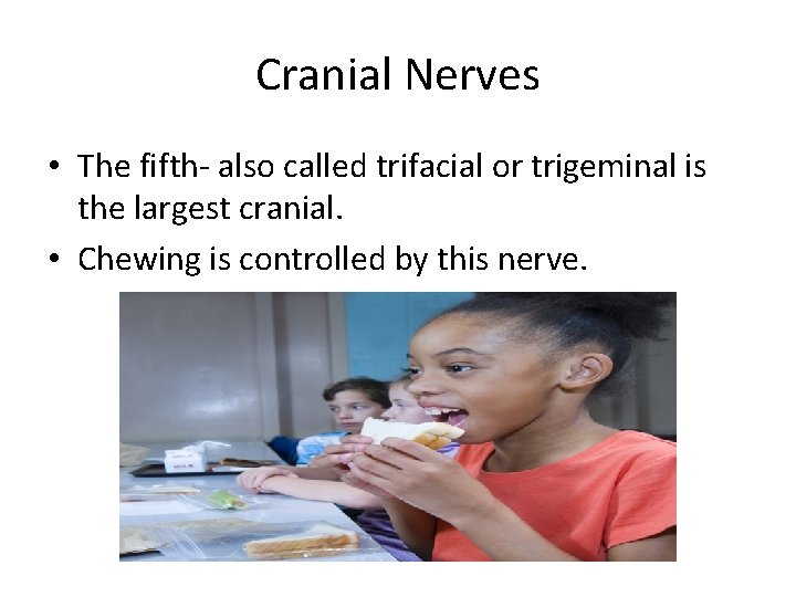 Cranial Nerves • The fifth- also called trifacial or trigeminal is the largest cranial.