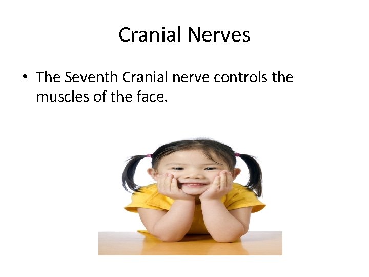 Cranial Nerves • The Seventh Cranial nerve controls the muscles of the face. 