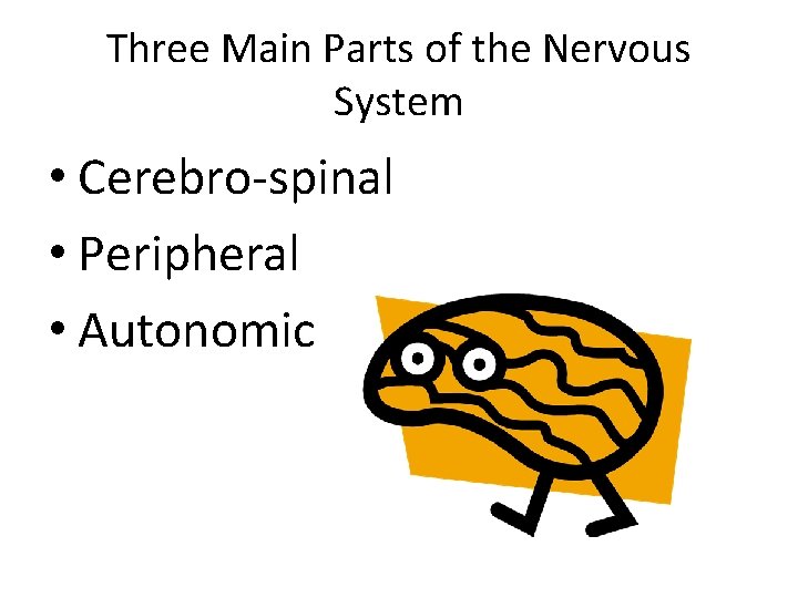 Three Main Parts of the Nervous System • Cerebro-spinal • Peripheral • Autonomic 