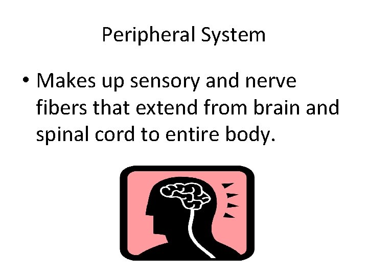 Peripheral System • Makes up sensory and nerve fibers that extend from brain and