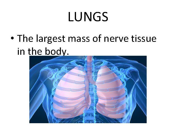 LUNGS • The largest mass of nerve tissue in the body. 