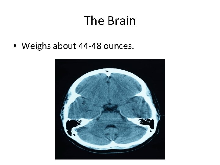 The Brain • Weighs about 44 -48 ounces. 