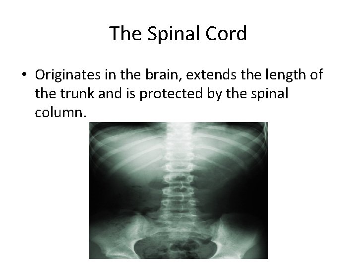 The Spinal Cord • Originates in the brain, extends the length of the trunk
