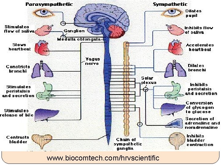 www. biocomtech. com/hrvscientific 