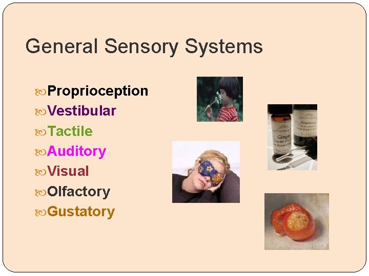 General Sensory Systems Proprioception Vestibular Tactile Auditory Visual Olfactory Gustatory 