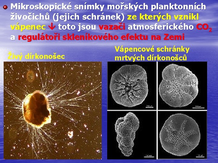 Mikroskopické snímky mořských planktonních živočichů (jejich schránek) ze kterých vznikl vápenec toto jsou vazači